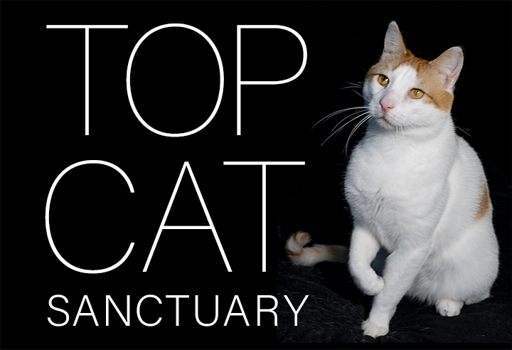 Top Cat Sancutary Logo